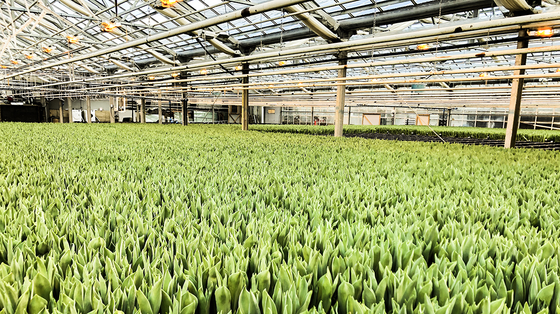 Gustafslund handelsträdgård – ett blomstrande Eskilstunaföretag