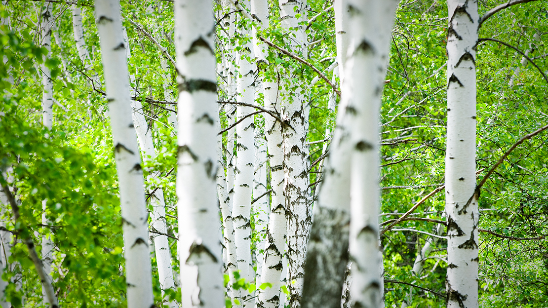 Grönskande skog med björkar