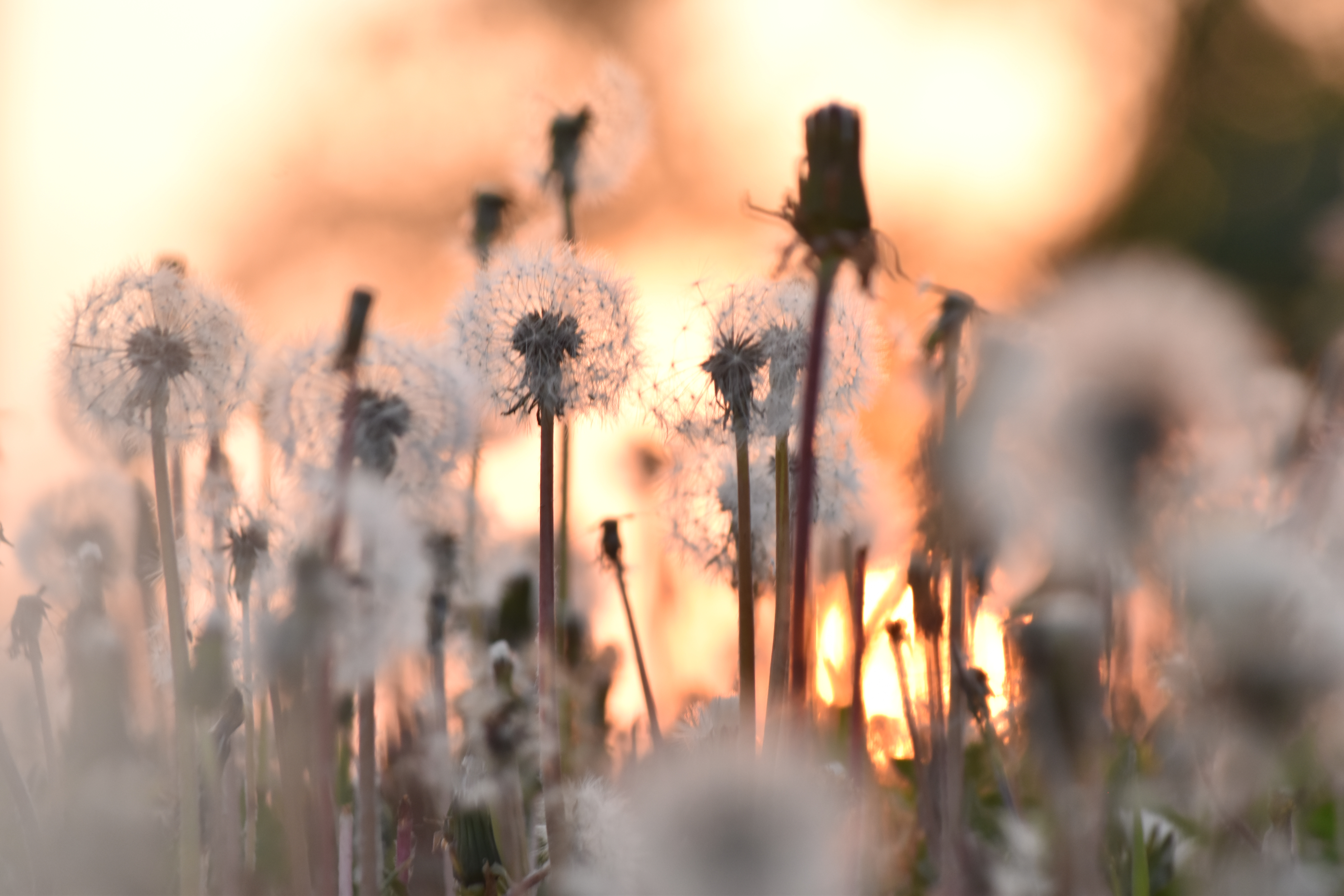 Maskrosor med solnedgång i bakgrunden