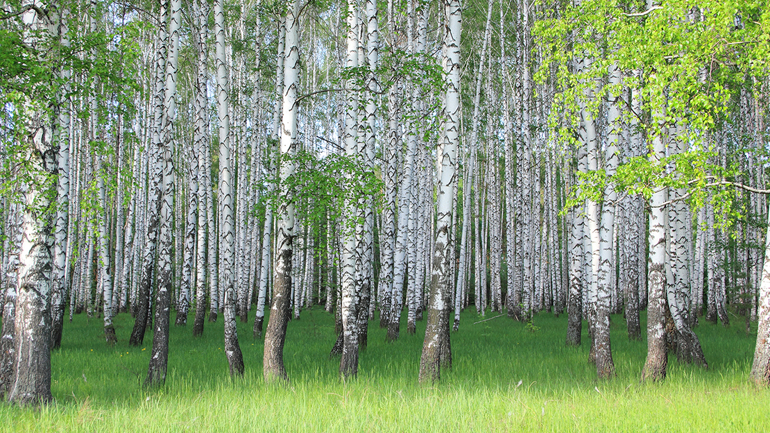 Björkstammar i skog