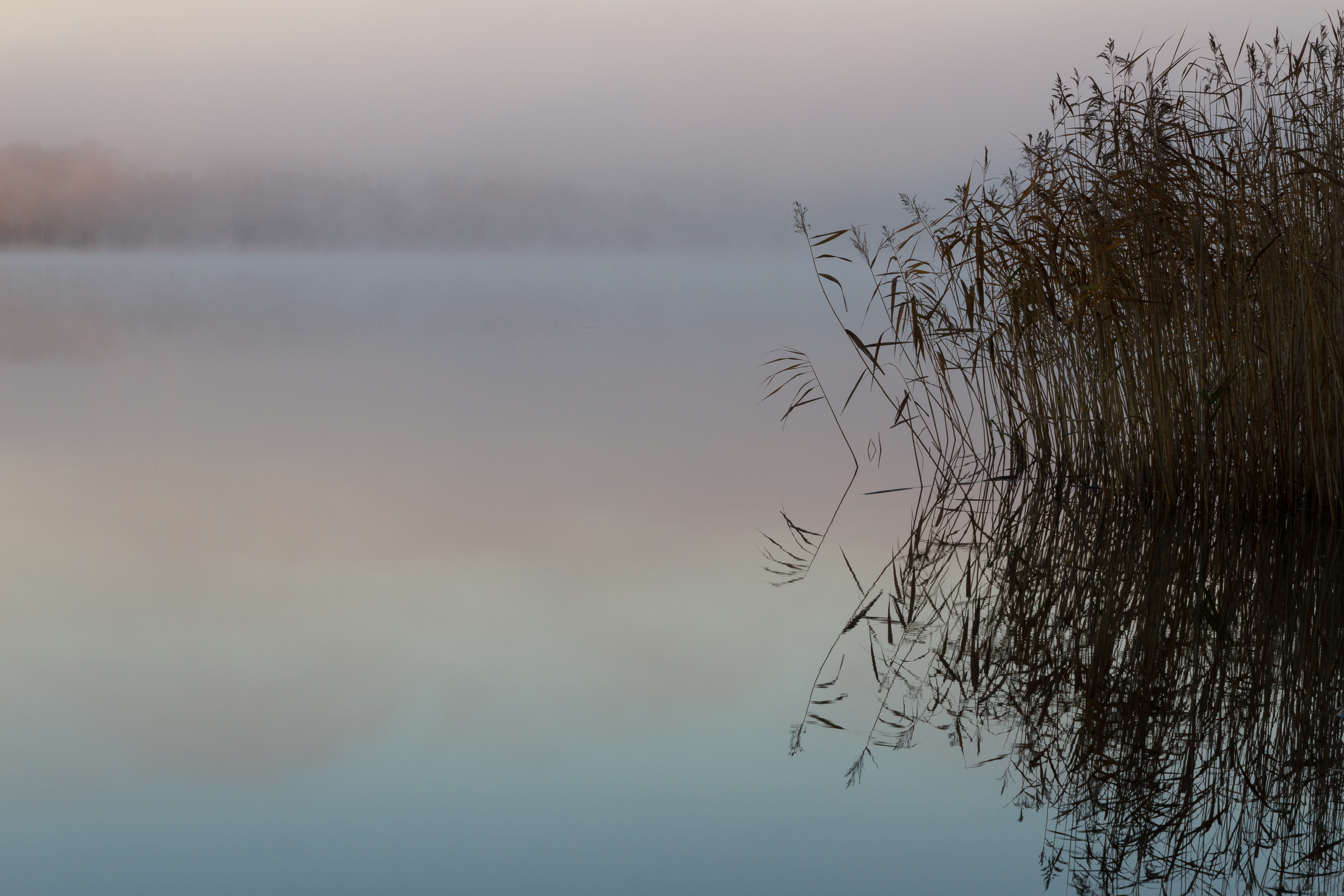 Dimma över en sjö med vassrugge till höger