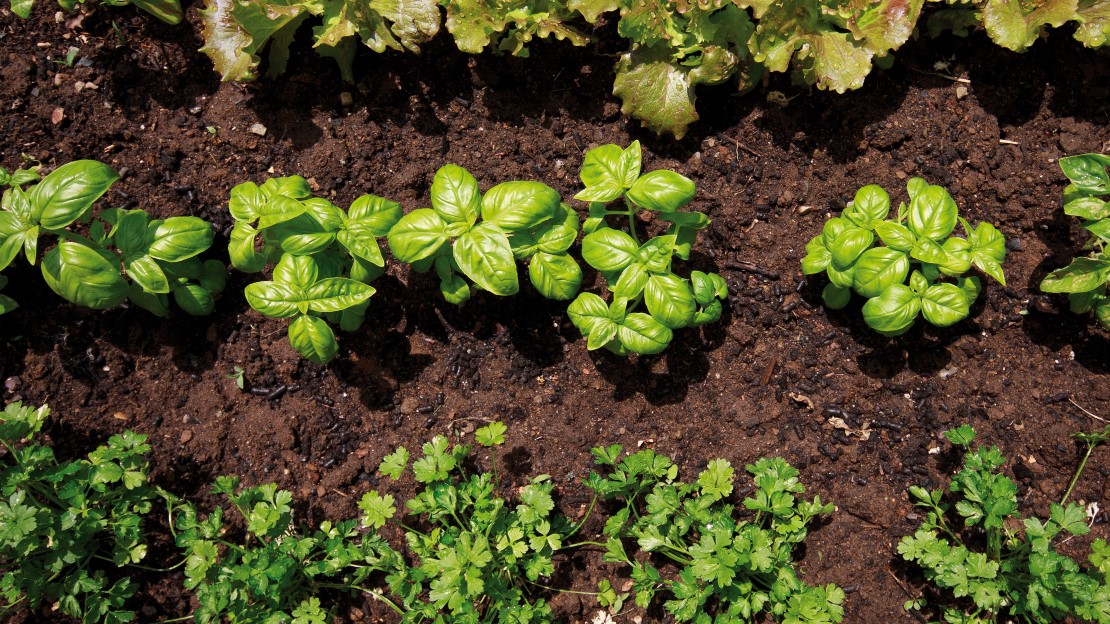 Kryddväxter planterade i jord