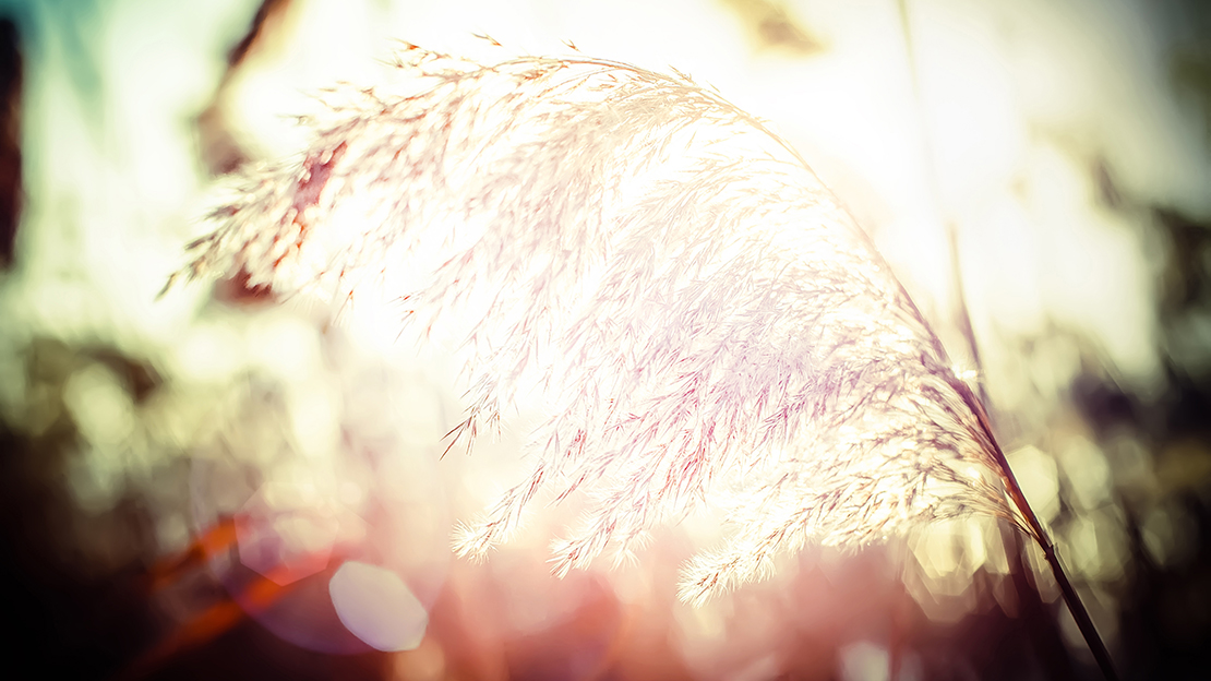 Grässtrå i motljus