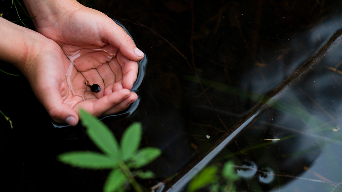 Händer plockar upp ett grodyngel ur vattnet