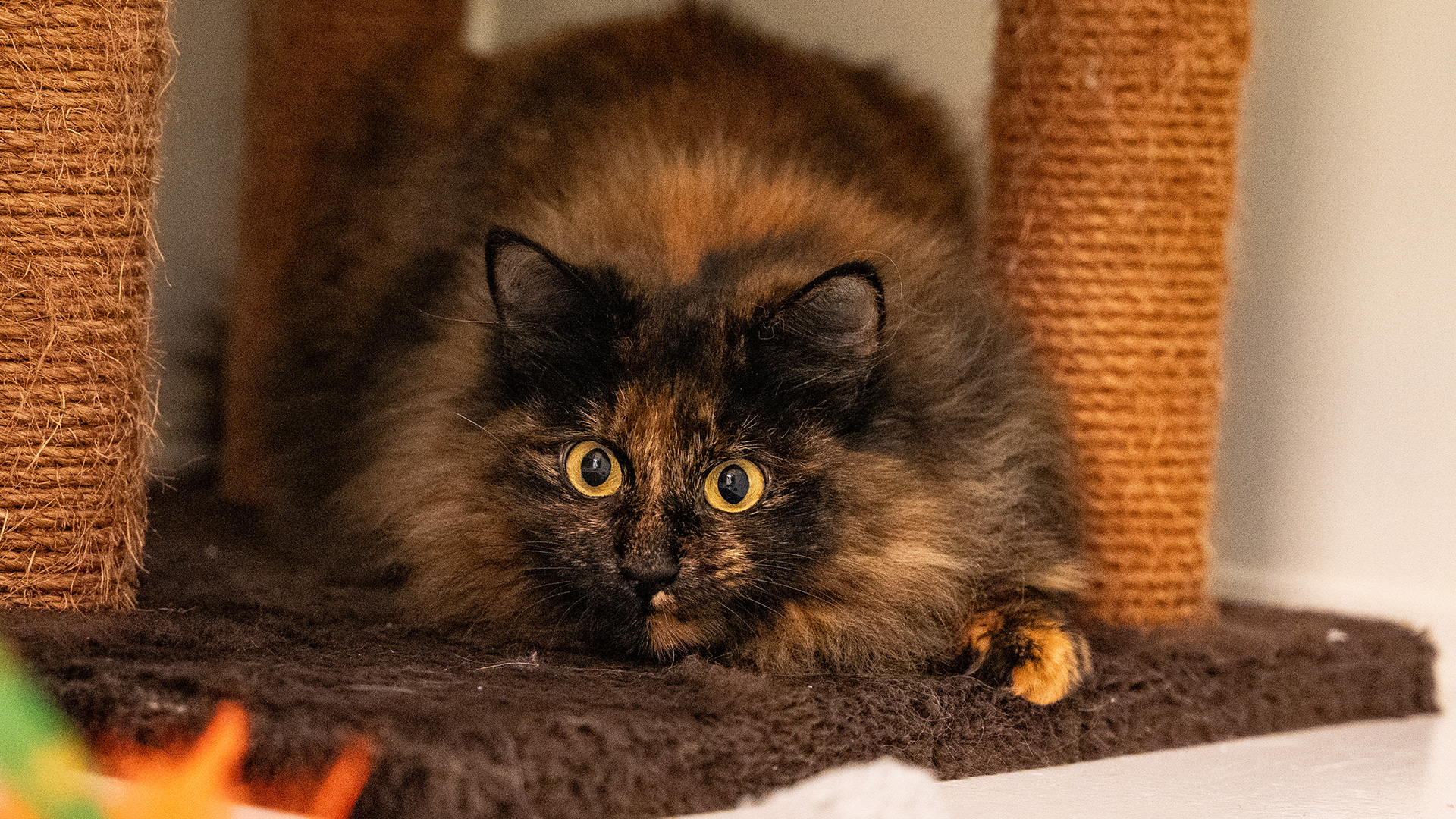 Den fluffiga katten Cashew togs omhand på Djurskyddsföreningens katthem i Kälby.